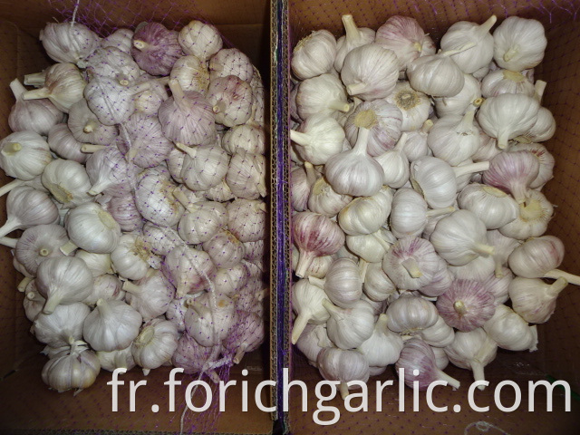 Fresh Best Quality Garlic